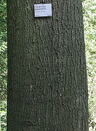 Bark