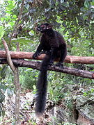 Black lemur