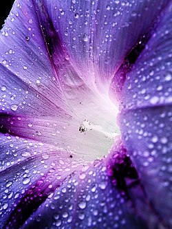 Morning Glory flower close up