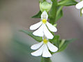 Flowers of Calanthe argenteostriata