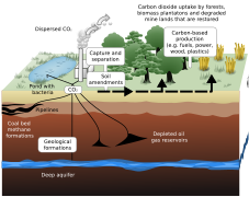 Carbon sequestration