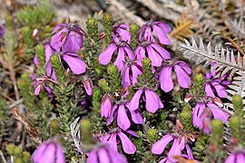 A cluster of Tetratheca confertifolia flowers growing in a natural setting.