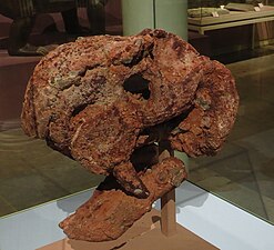 Skull (side)