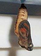 A female pupa viewed from the side, a few hours before hatching