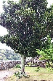 The Garcinia tree of Southeast Asia, whose resin is used to make the yellow dye called gamboge.