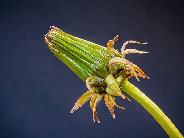 图为于清晨时分、含苞待放的西洋蒲公英（Taraxacum officinale），经由22张照片焦点合成实现。