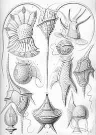 Haeckel Peridinea