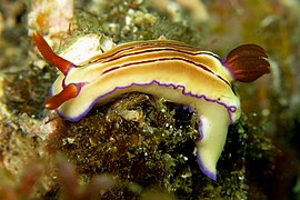 Hypselodoris emma（英语：Hypselodoris emma）