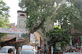 The façade is obscured by a large tree