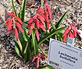 Lachenalia bulbifera, Kirstenbosch Botanical Garden