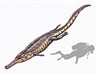 Machimosaurus buffetauti
