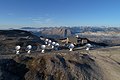 The NOEMA observatory, IRAM's second facility.