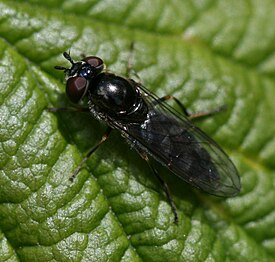 Platycheirus albimanus female