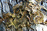 A species of Pseudocyphellaria growing in the Patagonian Andes near Bariloche, Argentina. This species has brilliant yellow soralia.