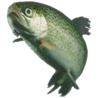 A trout