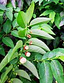 Leaves and fruits of Breynia androgyna