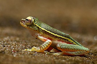 Lateral view (male)