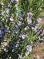 Flowering rosemary (salvia rosmarinus)