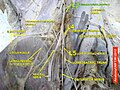 Lumbar spinal nerve 3