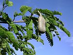 Tamarind (Imli in Hindi, Puli-புளி in Tamil, Chinta in Telugu, Tentul in Bengali, Chinch-चिंच in Marathi and Amli in Gujarati; hunise hannu in Kannada, the Persian name Tamar-i-hind means Indian date) -- Tamarindus indica