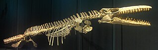 Skeleton mount of Mosasaurus beaugei.