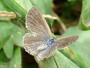 Dorsal view (female)