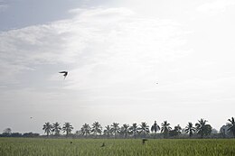 A rice field in the south of the subdistrict