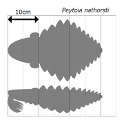 Size diagram