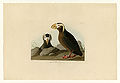 249. Tufted Auk