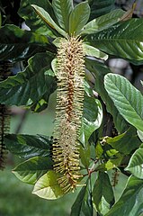 The inflorescence