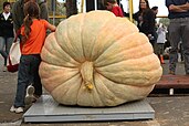 Giant pumpkin