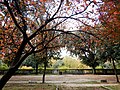 Autumn on the terrace of the Parco dei Daini