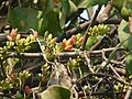 Fruits of Dendrophthoe falcata.