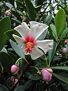 A white flowered individual