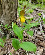 Cypripedium parviflorum