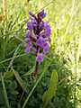 Dactylorhiza alpestris