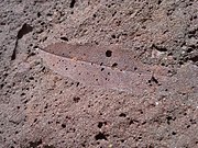Iron-cemented leaf imprint (Ellis County, Kansas); evidence of boggy sand near deciduous trees