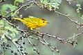 Breeding male golden warbler S. p. petechia, Washington-Slagbaai National Park, Bonaire, (Netherlands Antilles)