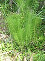 Equisetum telmateia