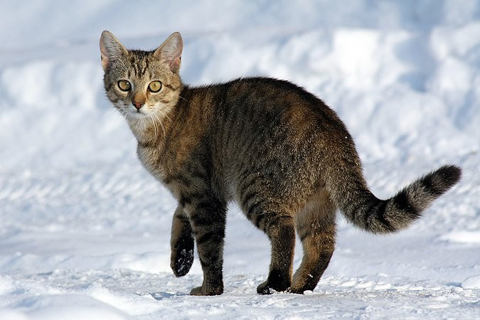 在雪地上的一只十个月大的母家猫。