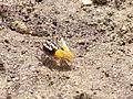 fiddler crab in Bohol, Philippines (Uca sp.; agukoy the Visayan languages)