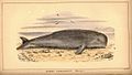 First partial colour illustration, vol. 1, no. 1, 1886, of the finless porpoise, subspecies Neomeris kurrachiensis