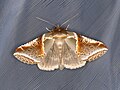 Habrosyne pyritoides（英語：Habrosyne pyritoides）（鈎蛾科）