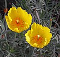 Tulip poppy (Hunnemannia fumariifolia)