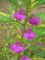 Impatiens balsamina