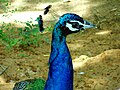 Indian peafowl at Kambalakonda, Visakhapatnam
