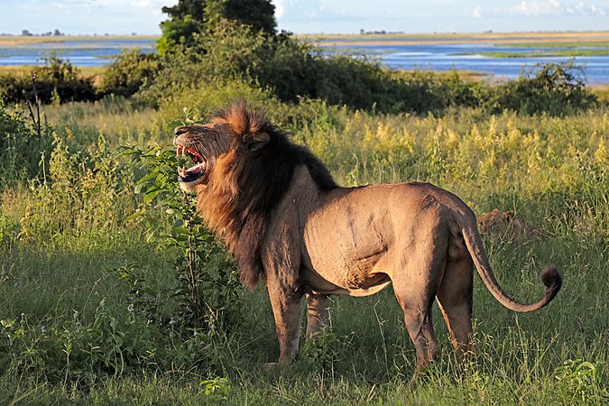 波札那喬貝國家公園的一頭老雄獅（Panthera leo）。它實際上是在打哈欠，而不是咆哮。