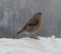 Alpine Accentor