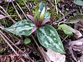 Relict trillium (Trillium reliquum) 一濒危物种