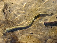 One of the surviving agnatan family, Petromyzontidae